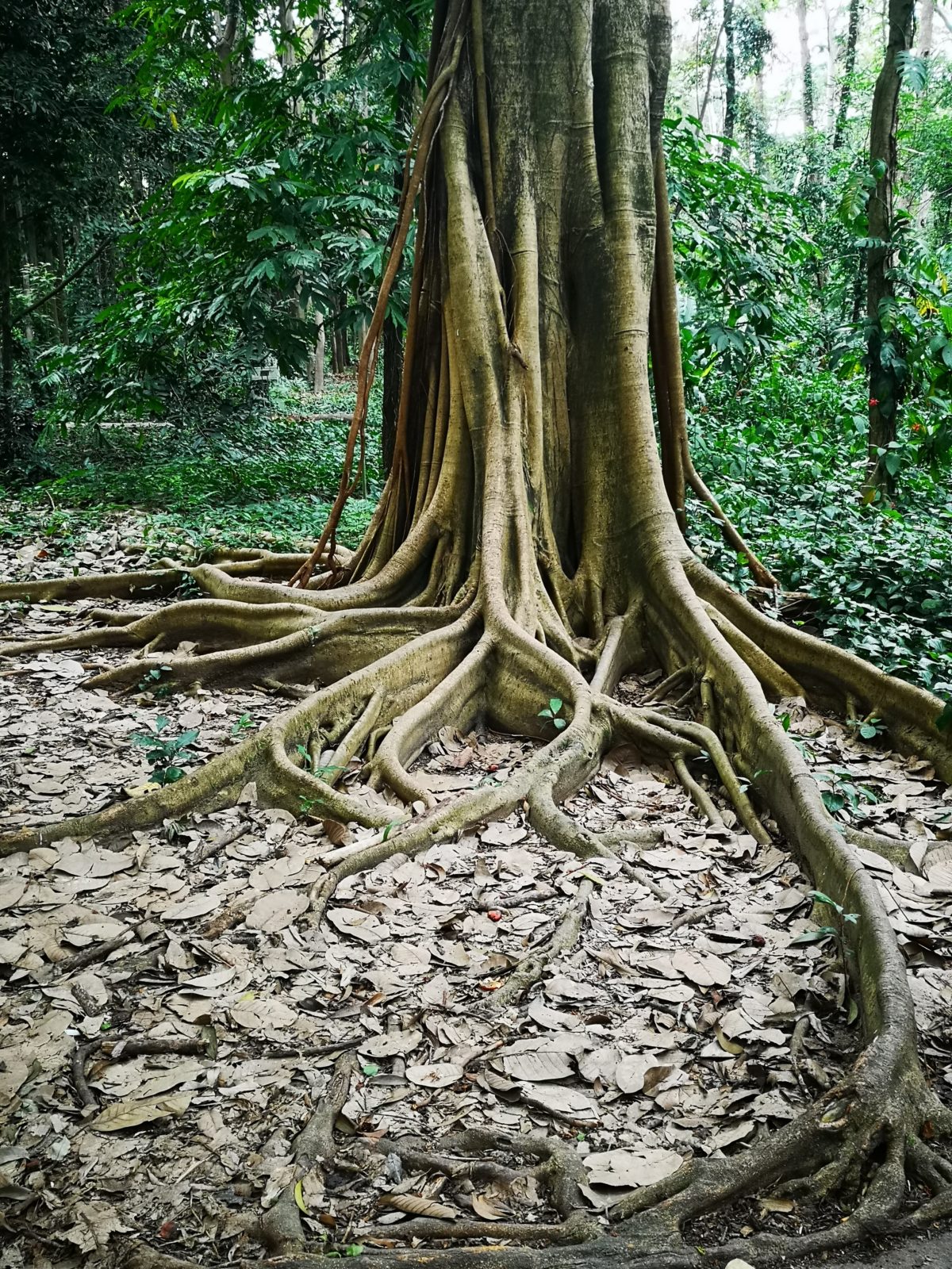 Botanical Garden, South China