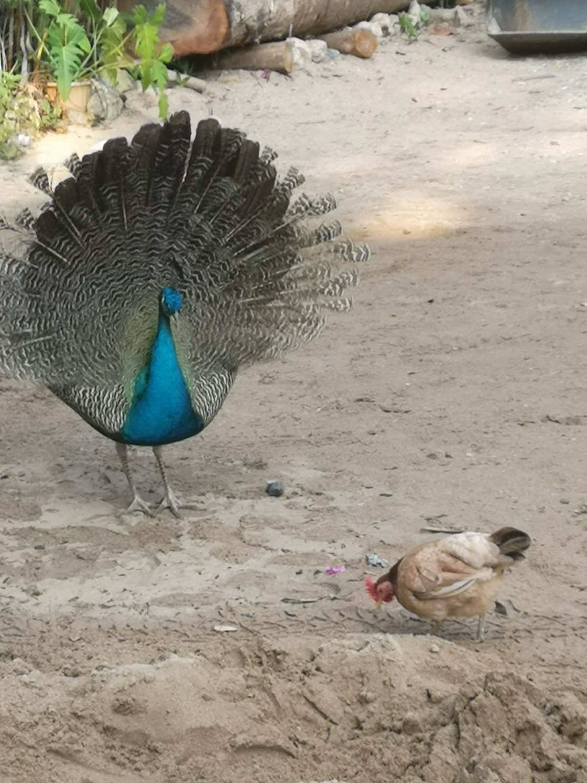 Doi Suthep hike to temple plus bonus waterfall and MONKEYS!!