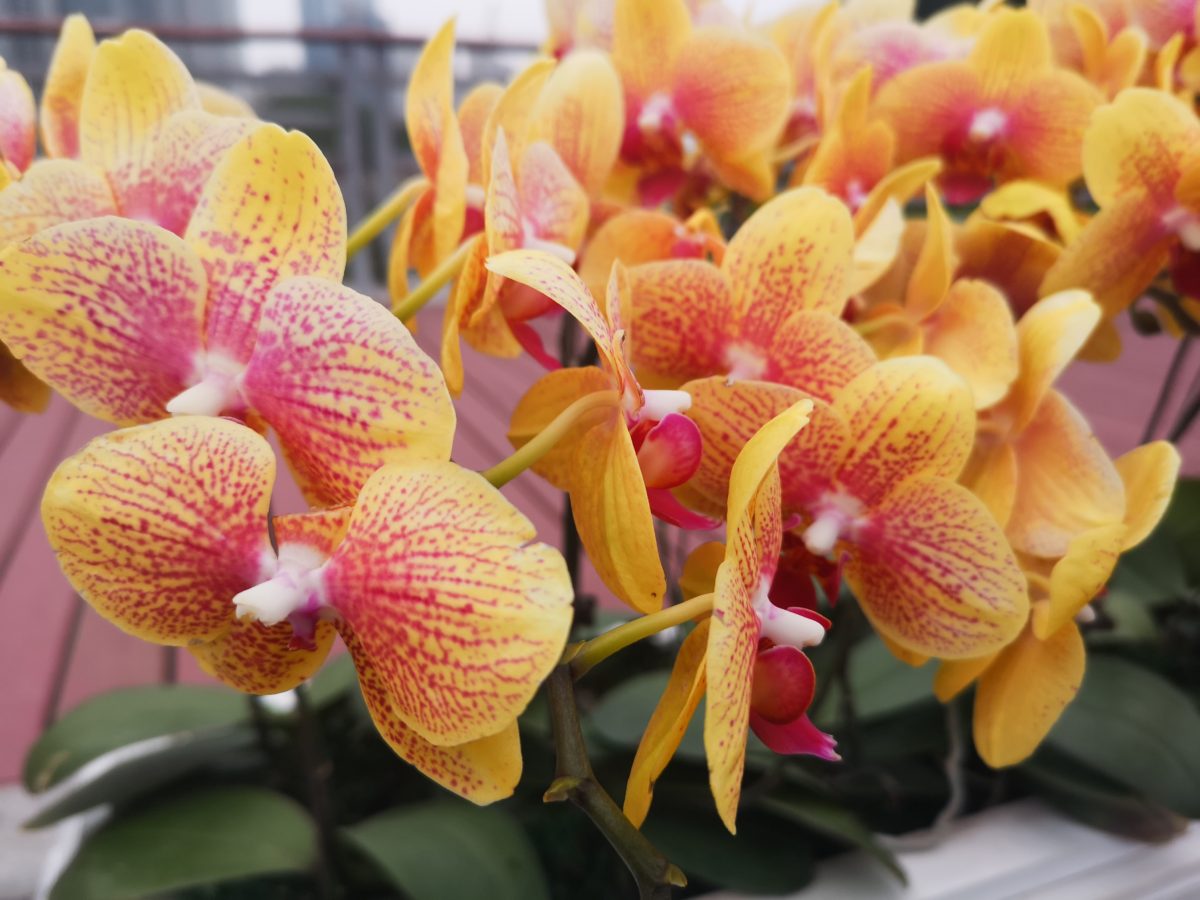 Everything’s coming up flowers…