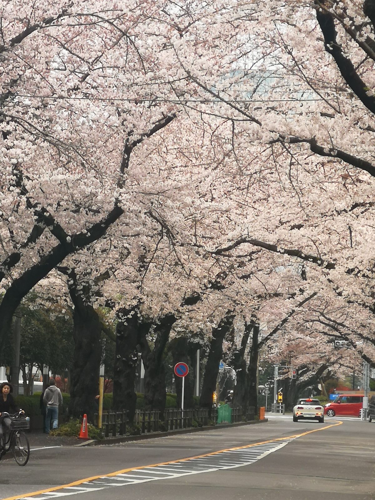 Tokyo: Cherry blossoms and an Onsen