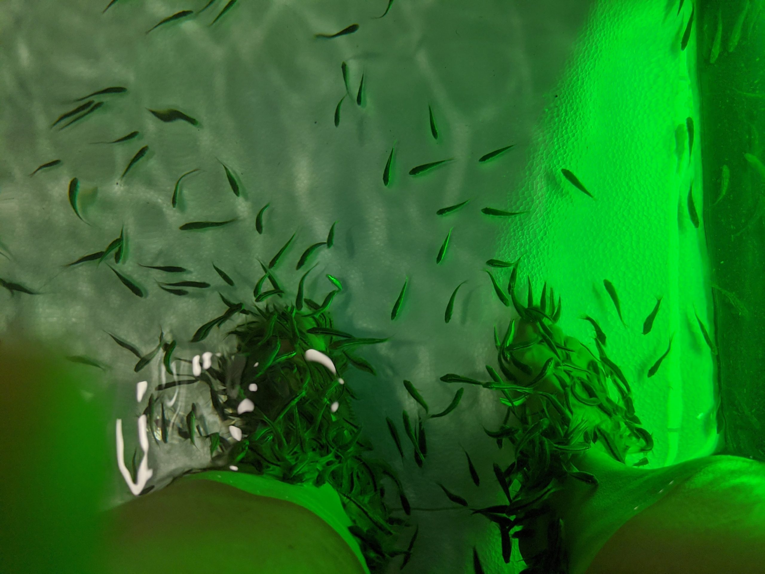 4 lessons…3 river views… 2 massages (fish!)… and a Calypso burlesque show